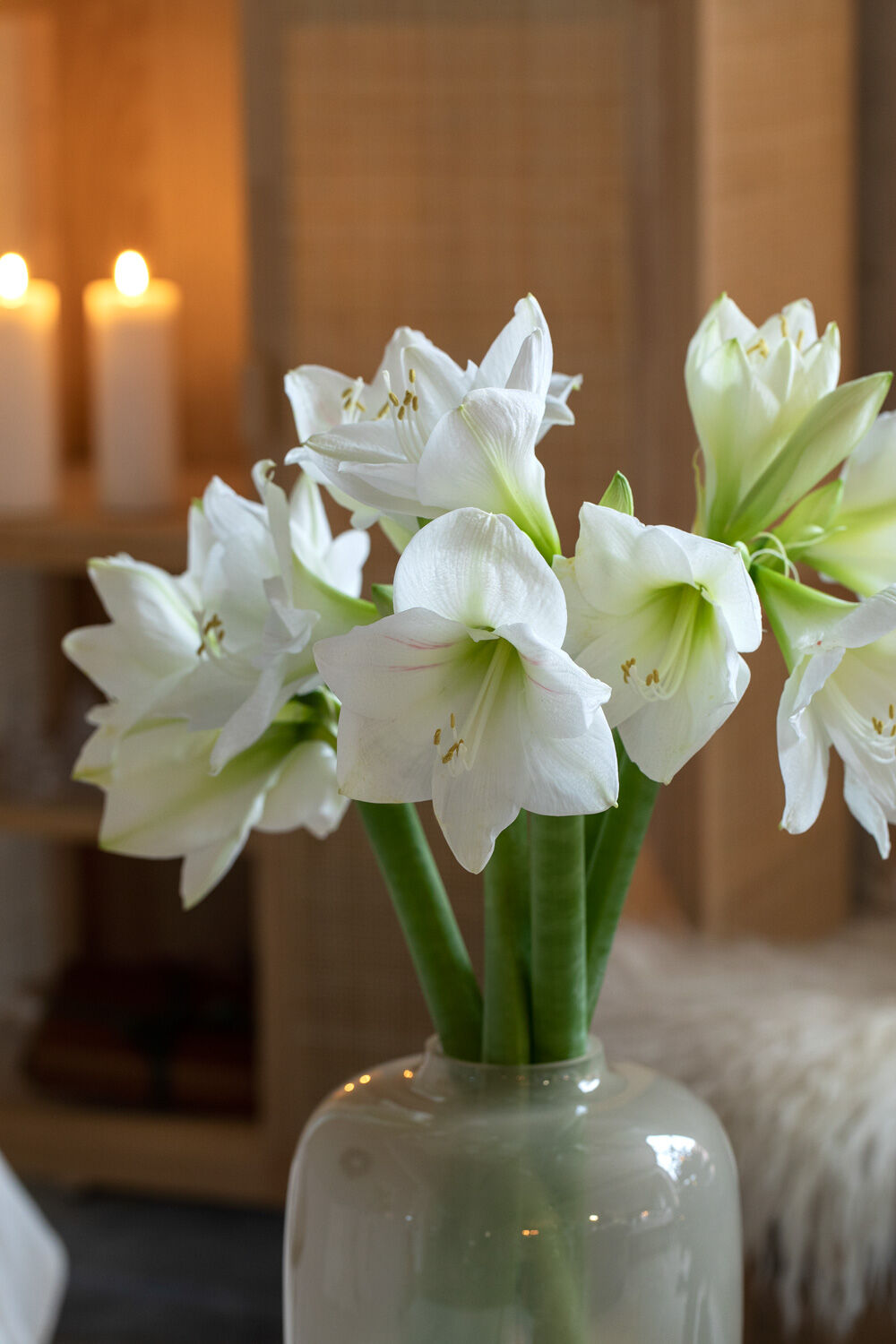 Hvit amaryllis